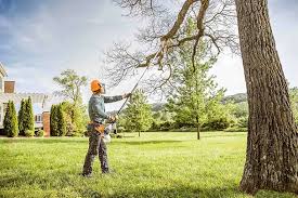 Best Tree Cabling and Bracing  in London, CA