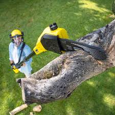 Best Storm Damage Tree Cleanup  in London, CA