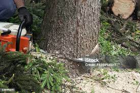 Best Tree and Shrub Care  in London, CA