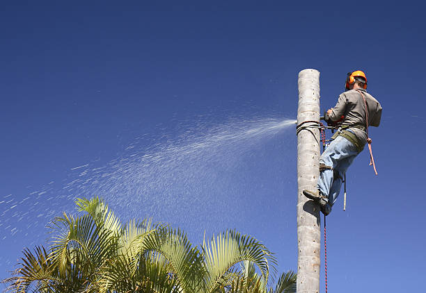 Best Palm Tree Trimming  in London, CA