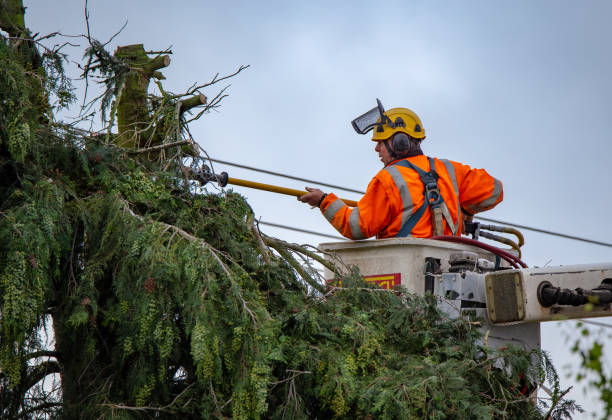 Best Tree Maintenance Programs  in London, CA