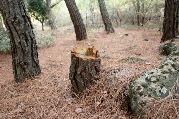 Best Stump Grinding and Removal  in London, CA