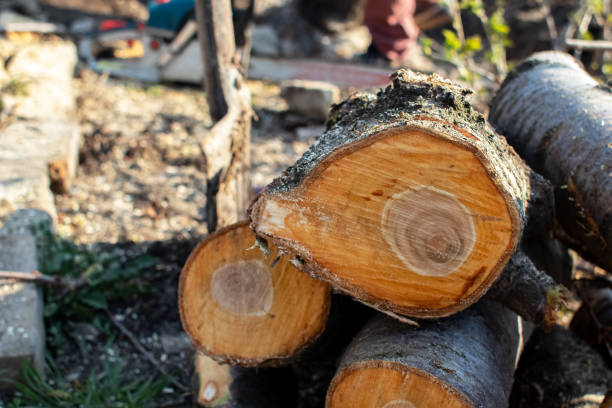 Professional Tree Care in London, CA