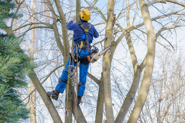 How Our Tree Care Process Works  in  London, CA