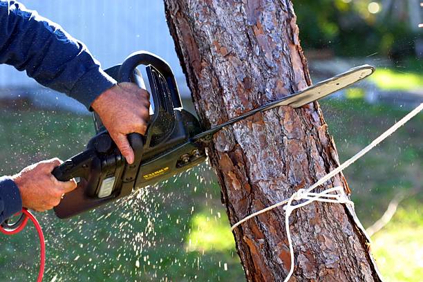 Best Tree Trimming and Pruning  in London, CA