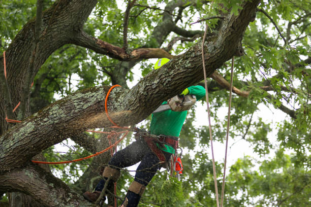 Best Hazardous Tree Removal  in London, CA