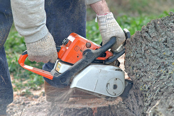 Best Tree Removal  in London, CA