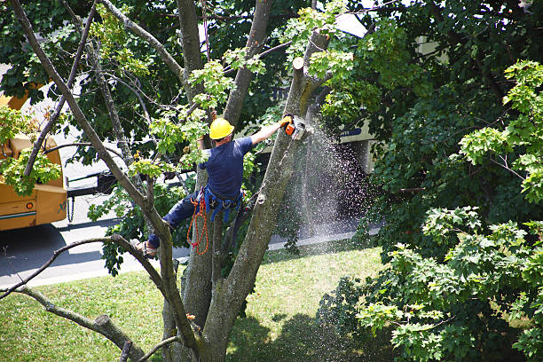 Best Tree Mulching  in London, CA